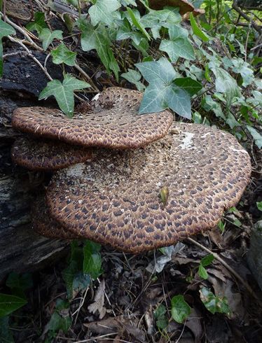 Mature brackets with distinct scaling on a decaying ash log in Mote Park, Maidstone.